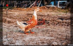 一个36岁的打工者，准备5万元回农村搞养殖，现在养什么销路好？