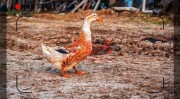 一个36岁的打工者，准备5万元回农村搞养殖，现在养什么销路好？