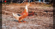 一个36岁的打工者，准备5万元回农村搞养殖，现在养什么销路好？