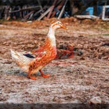 一个36岁的打工者，准备5万元回农村搞养殖，现在养什么销路好？